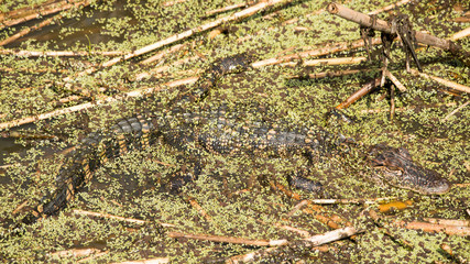 Young Alligator in Brazos Bend State Park, Texas