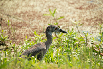 Young Heron