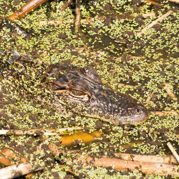 Young Alligator in Brazos Bend State Park, Texas