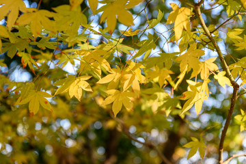 紅葉し始めたカエデの葉