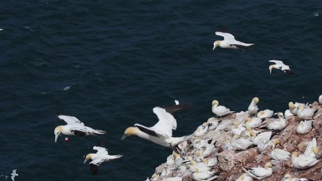 Gannets, morus, gliding, nesting besides cliff face at troup head, aberdeenshire, scotland in june.