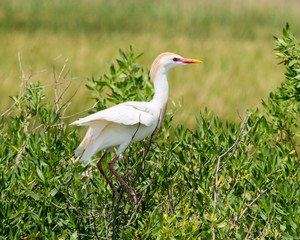 Cattle Egret