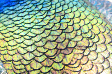 Naklejka premium beautiful peacock feathers