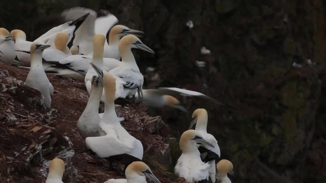Gannets, morus, gliding, nesting besides cliff face at troup head, aberdeenshire, scotland in june.