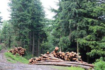 bois coupés en forêt