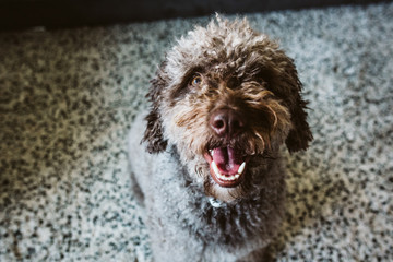 Brown Spanish Water Dog with lovely faces and big brown eyes lying on the carpet. Indoor portrait