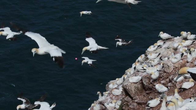 Gannets, morus, gliding, nesting besides cliff face at troup head, aberdeenshire, scotland in june.