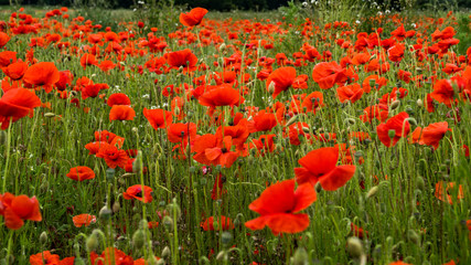 Poppy Fields, Flanders Field, Red Poppy Flowers in Bloom on Green Field