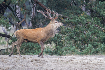 Red Deer stag in rutting season in National Park Hoge Veluwe in The Netherlands
