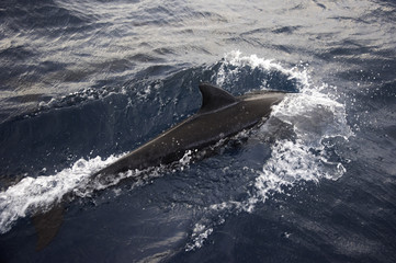 Fototapeta premium Dolphin