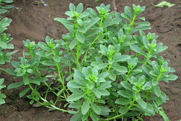 Crassulaceae plants in the plant