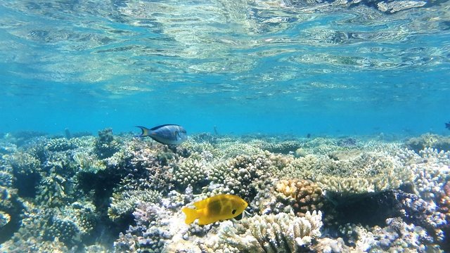 Wonderful and beautiful underwater world with corals and tropical fish