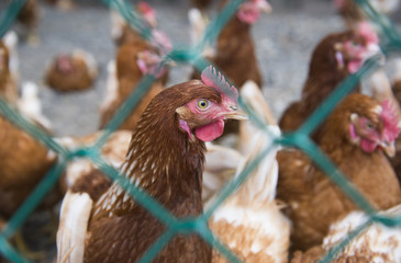 Chickens are shown in a cage on a small farm