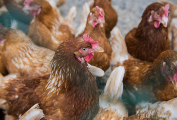 Chickens are shown in a cage on a small farm