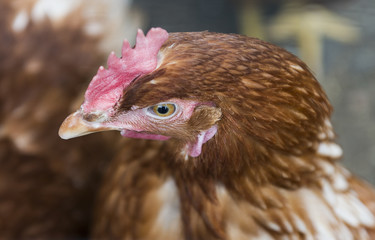 Chickens are shown in a cage on a small farm