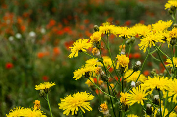 Poppy Fields, Flanders Field, Red Poppy Flowers in Bloom on Green Field