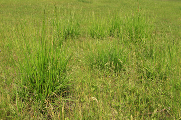 grass in a park, spring