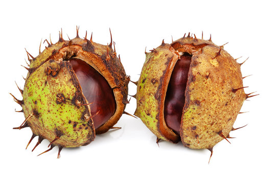 Two Ripe Chestnuts Isolated On White