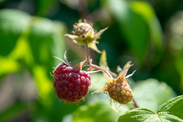 Ripe and unripe berry raspberries