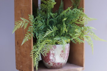 Ferns of Life
