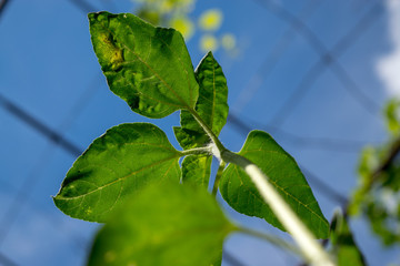 Sunflower from below