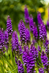 Obraz premium Moorland spotted orchid