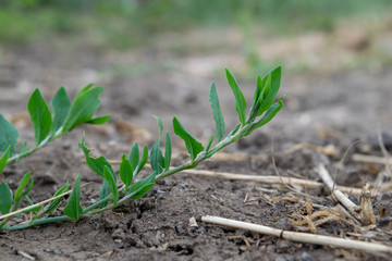 The green branch of the plant on earth