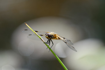 Plattbauchlibellen-Männchen am Teichrand