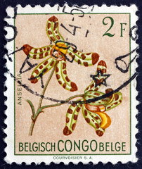 Postage stamp Belgian Congo 1952 Leopard Orchid, Flowering Plant