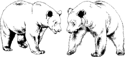 Naklejka premium bear drawn with ink from the hands of a predator tattoo logo