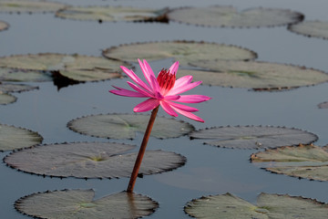 Beautiful pink lotus flower