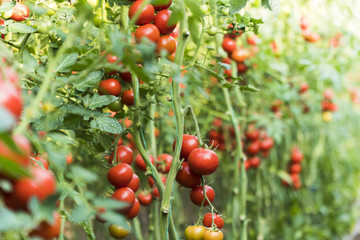 Tomatoes growing on the vine