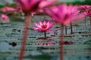 Welcome to Spring open Season travel concept.Beautiful Nature Landscape red Lotus sea in the morning with fog blurred background in the bright day,Thailand, lotus, red lotus sea, Udon Thai..