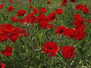 Obraz premium OLYMPUS DIGITAL CAMERA