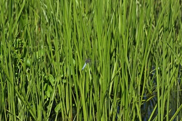 Männlicher Großer Blaupfeil (Orthetrum cancellatum) am Teichufer