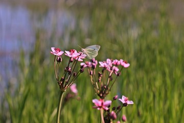 Kleiner Kohlweißling (Pieris rapae) an  Schwanenblume (Butomus umbellatus)
