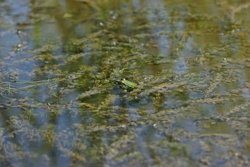 Teichfrosch (Pelophylax esculentus) zwischen Tausendblatt
