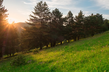 Fototapeta premium the sun at sunset in the evening lights up the fields with green grass and coniferous trees, landscape panorama