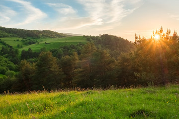 Fototapeta na wymiar the sun at sunset in the evening lights up the fields with green grass and coniferous trees, landscape panorama
