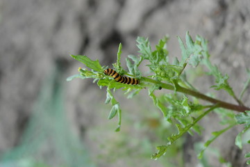 Caterpillar of the Cinnabar moth or Tyria jacobaeae. 