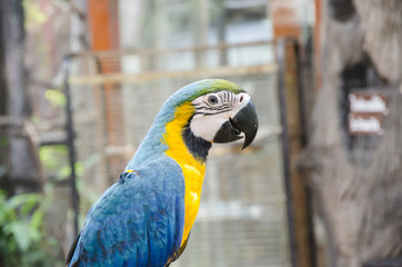 lovely and colorful parrot in the zoo