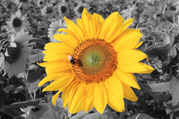 Wundersch&ouml;ne Sonnenblume mit einer Biene