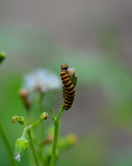 Caterpillar of the Cinnabar moth or Tyria jacobaeae. 