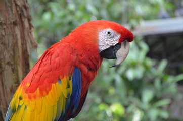 lovely and colorful parrot in the zoo