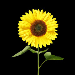 Sonnenblume auf schwarzem Hintergrund