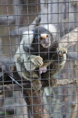 single little monkey in the zoo fence