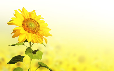 Naklejka premium Wunderschöne Sonnenblume