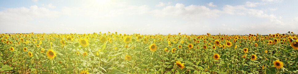 Wunderschöne Sonnenblumen