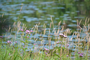 Obraz na płótnie Canvas River with grass in the foreground