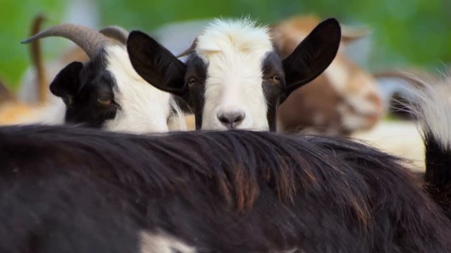 Black and White goat making sound typical noise. Close-up long-focus lens shot Animal portrait.